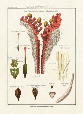 Bitki anatomisini, çiçekleri ve yaprakları gösteren botanik illüstrasyonları, New York 'ta 1883' te basılmış klasik eğitim plakaları..