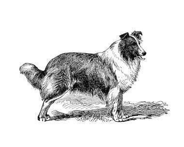 Köpek çizimi, el yapımı mürekkep çizimi, beyaz arka planda izole, gerçekçi detaylı kürk, temiz modern oyma tarzı..