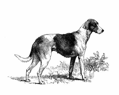 Köpek çizimi, el yapımı mürekkep çizimi, beyaz arka planda izole, gerçekçi detaylı kürk, temiz modern oyma tarzı..