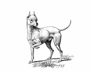 Köpek çizimi, el yapımı mürekkep çizimi, beyaz arka planda izole, gerçekçi detaylı kürk, temiz modern oyma tarzı..