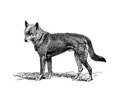 Köpek çizimi, el yapımı mürekkep çizimi, beyaz arka planda izole, gerçekçi detaylı kürk, temiz modern oyma tarzı..