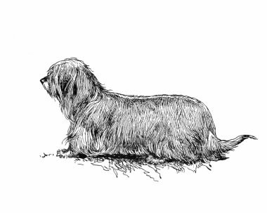 Köpek çizimi, el yapımı mürekkep çizimi, beyaz arka planda izole, gerçekçi detaylı kürk, temiz modern oyma tarzı..