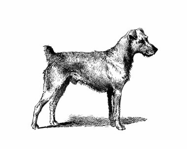 Köpek çizimi, el yapımı mürekkep çizimi, beyaz arka planda izole, gerçekçi detaylı kürk, temiz modern oyma tarzı..