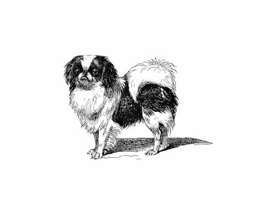 Köpek çizimi, el yapımı mürekkep çizimi, beyaz arka planda izole, gerçekçi detaylı kürk, temiz modern oyma tarzı..