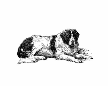 Köpek çizimi, el yapımı mürekkep çizimi, beyaz arka planda izole, gerçekçi detaylı kürk, temiz modern oyma tarzı..