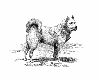 Köpek çizimi, el yapımı mürekkep çizimi, beyaz arka planda izole, gerçekçi detaylı kürk, temiz modern oyma tarzı..