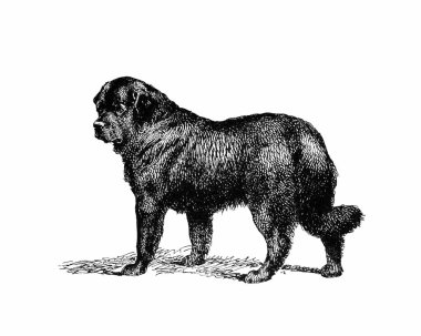 Köpek çizimi, el yapımı mürekkep çizimi, beyaz arka planda izole, gerçekçi detaylı kürk, temiz modern oyma tarzı..