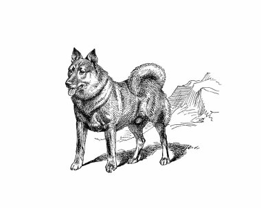 Köpek çizimi, el yapımı mürekkep çizimi, beyaz arka planda izole, gerçekçi detaylı kürk, temiz modern oyma tarzı..