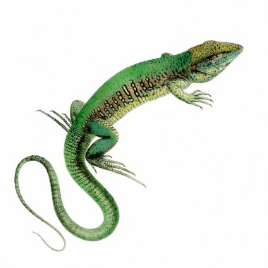 Beyaz arkaplanda el yapımı kertenkele çizimi, doğal tonlarda ve gerçekçi dokuda ayrıntılı sürüngen çizimi.