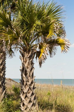 Myrtle Beach Boardwalk, gündoğumu günbatımı, doğu sahil şeridi üzerinde palmiye ağacı