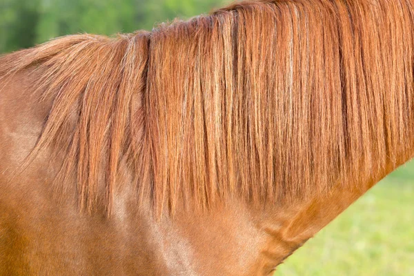 Árabe mais velho marrom e branco cavalo maduro em pasto close-up de postura abstrato de crina — Fotografia de Stock