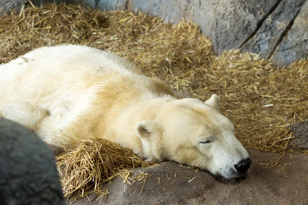 Белый мех спящего белого медведя расслабляется на сенной кровати — стоковое фото