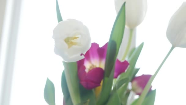 Banda tulipanów, piękne kolorowe kwiaty, Urodziny. — Wideo stockowe