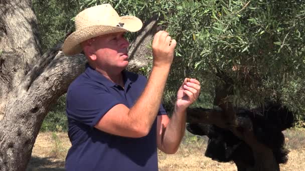 Ένας Αγρότης Ένα Ελαιόδεντρο Δοκιμάζει Γεύση Των Ώριμων Ελιών — Αρχείο Βίντεο