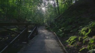 Kamera hareketi boyunca bir ormandaki bir iz