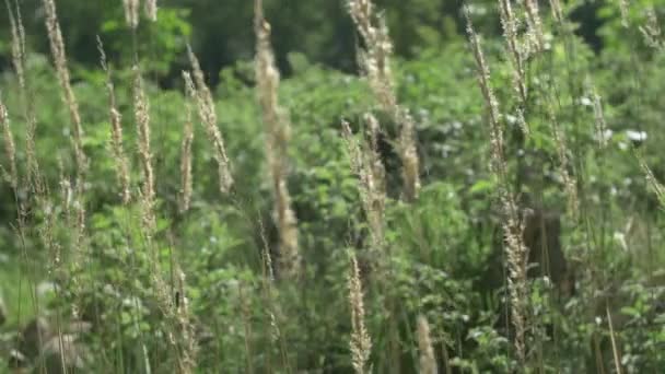 風に揺れる乾いた草 — ストック動画
