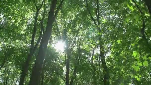 La cime des arbres où les rayons du soleil brillent 