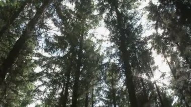 Nerede güneş ışınları ağaç tepelerinin parlıyor