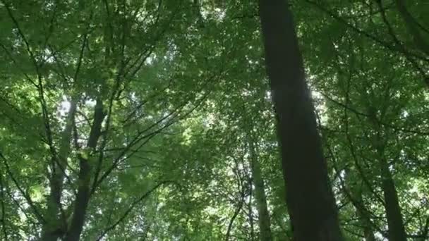 Árvores onde raios de sol brilhando através — Vídeo de Stock