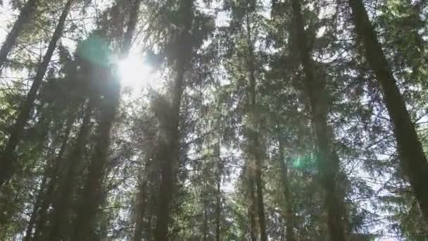 Treetops gdzie promienie słońca wpadające przez — Wideo stockowe