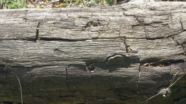 Треснувшая кора на стволе дерева — стоковое видео