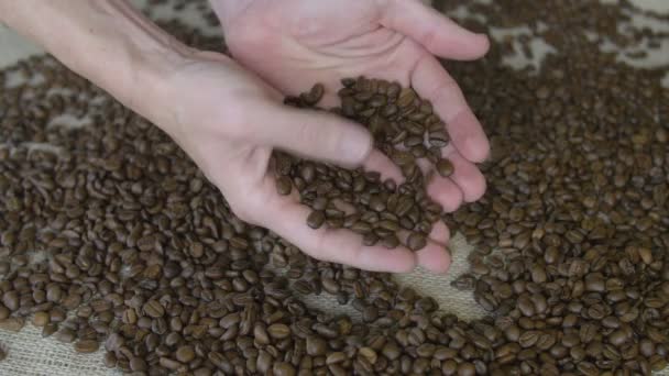 Man anläggningen kaffebönor — Stockvideo