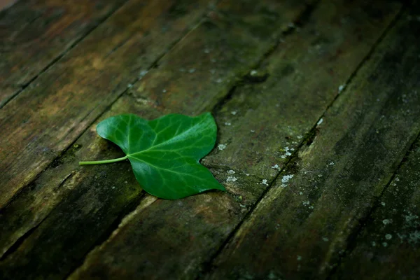 Grünes Blatt auf Holz — Stockfoto