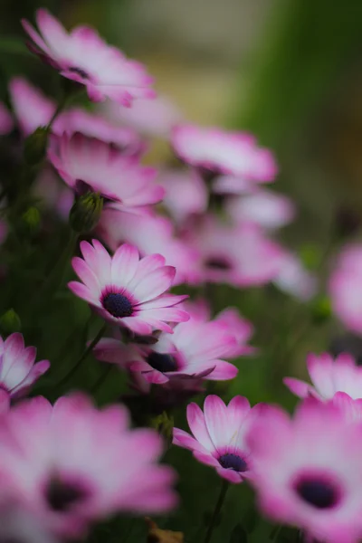 Фиолетовый календарь цветы в саду — стоковое фото