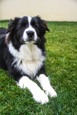 Ciddi göz ile çim kenar kömür ocağı koydu