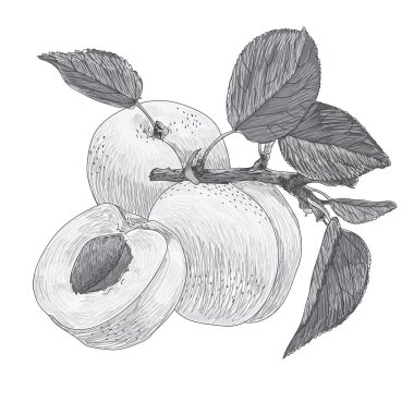 Gri tonlamalı bir kayısı dalı grafik resmini