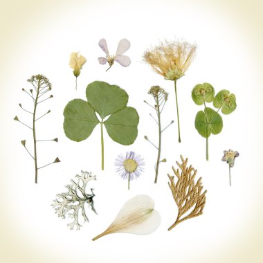 Sulak kuru yapraklar ve çiçekler