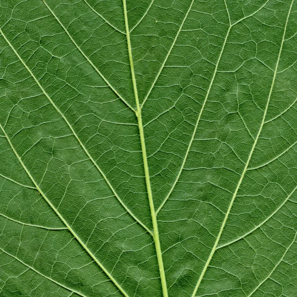 カエデの葉のテクスチャ — ストック写真