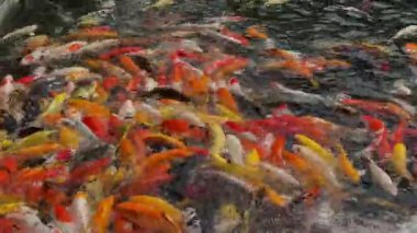 Canlı bir koi balığı sürüsü gölde yüzüyor. Turuncu, beyaz, sarı ve siyah bolluğu canlı, dokulu bir sahne yaratır. Depok, Endonezya 'da çekildi..