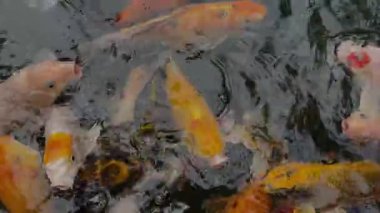 Canlı bir koi balığı sürüsü gölde yüzüyor. Turuncu, beyaz, sarı ve siyah bolluğu canlı, dokulu bir sahne yaratır. Depok, Endonezya 'da çekildi..