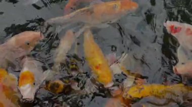 Canlı bir koi balığı sürüsü gölde yüzüyor. Turuncu, beyaz, sarı ve siyah bolluğu canlı, dokulu bir sahne yaratır. Depok, Endonezya 'da çekildi..