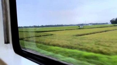 Tren penceresinden bak. Uzun mesafeli trenin penceresinden güzel bir manzara, yeşil pirinç tarlaları yayılıyor ve pirinç tarlalarının kenarındaki gölgeli ağaçlar hafif bir yağmur altında.