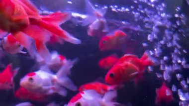 Akvaryumdaki kırmızı ve beyaz balıklar, hava kabarcıklarıyla.