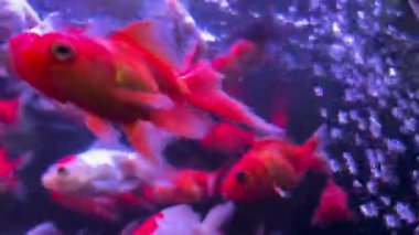 Akvaryumdaki kırmızı ve beyaz balıklar, hava kabarcıklarıyla.