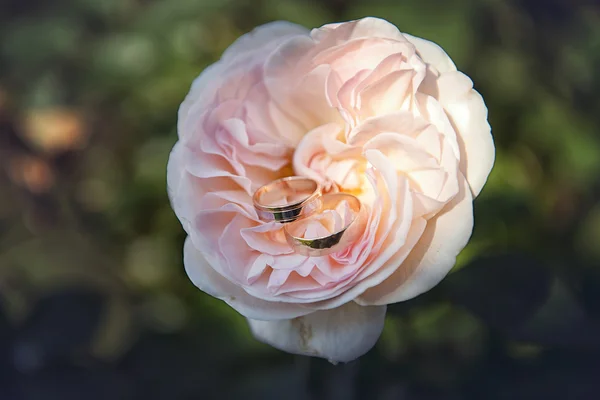 Βέρες σε ροζ λουλούδι粉红色的花上的结婚戒指 — ストック写真