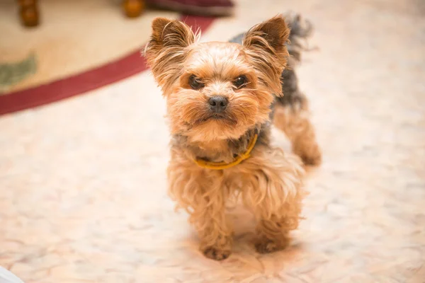 El Yorkshire Terrier está en el suelo — Foto de Stock