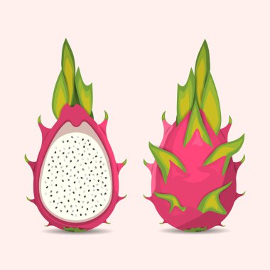  Egzotik tropik ejderha meyvesi. Pitaya 'nın vektör illüstrasyonu.