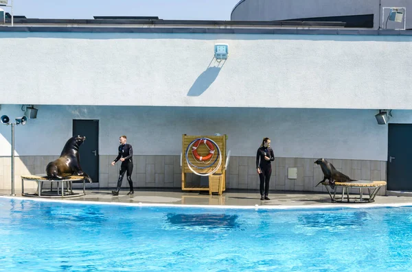 Klaipeda Lithuania Juni Schattige Zeeleeuwen Tijdens Voorstelling Het Dolfinarium Klaipeda — Stockfoto