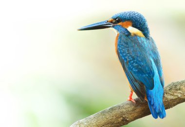 ortak kingfisher kuş