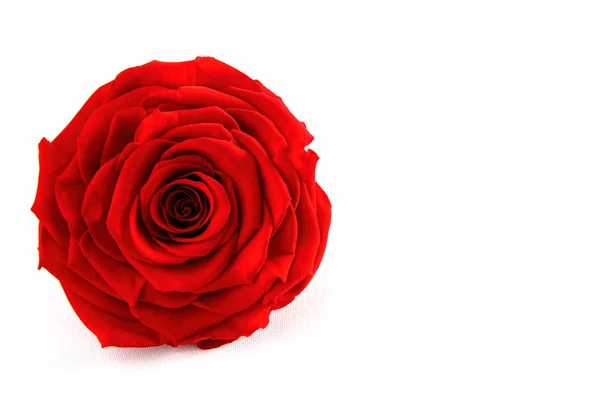 Beyaz gül ışık kutusu üzerinde su damlaları ile