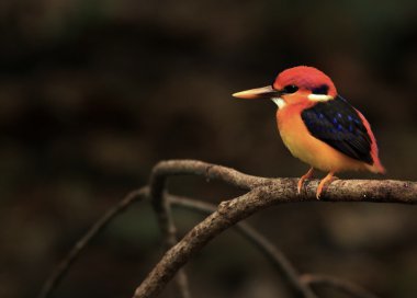 Çok renkli Kingfisher veya kara sırtlı Kingfisher