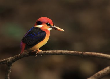 Çok renkli Kingfisher veya kara sırtlı Kingfisher