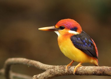 Çok renkli Kingfisher veya kara sırtlı Kingfisher