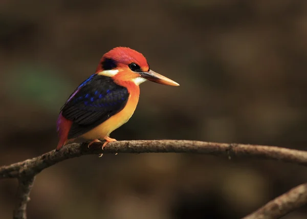 Çok renkli Kingfisher veya kara sırtlı Kingfisher