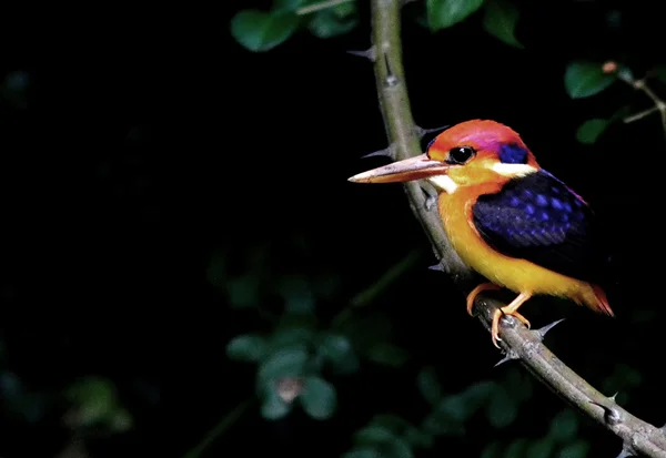 Çok renkli Kingfisher veya kara sırtlı Kingfisher