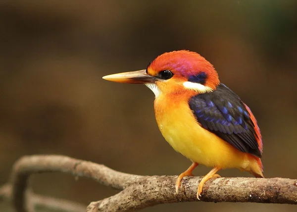 Çok renkli Kingfisher veya kara sırtlı Kingfisher